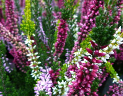 Calluna ‘Trio Girls’ - Zomerheide