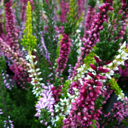 Calluna ‘Trio Girls’ - Zomerheide