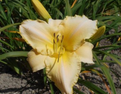 Hemerocallis ‘Arctic Snow’ - Daglelie