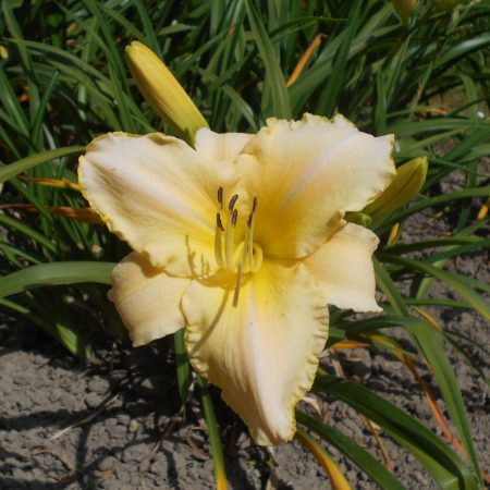 Hemerocallis ‘Arctic Snow’ - Daglelie