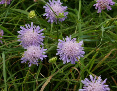 Knautia arvensis - Beemdkroon