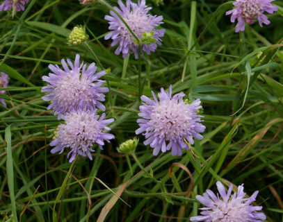 Knautia arvensis - Beemdkroon