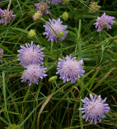 Knautia arvensis - Beemdkroon