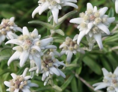 Leontopodium alpinum - edelweiss