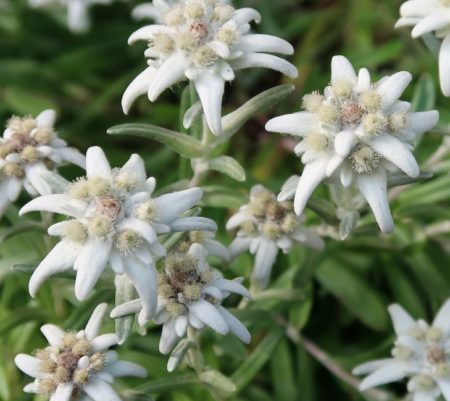 Leontopodium alpinum - edelweiss