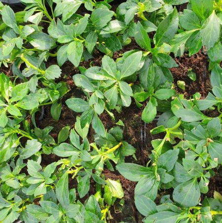 Pachysandra ‘Green Carpet’ - 