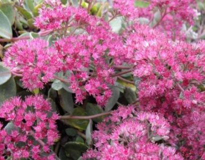 Sedum cauticola ‘Lidakense’ - Vetkruid