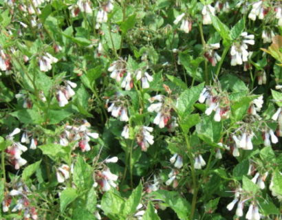 Symphytum grandiflorum - Smeerwortel