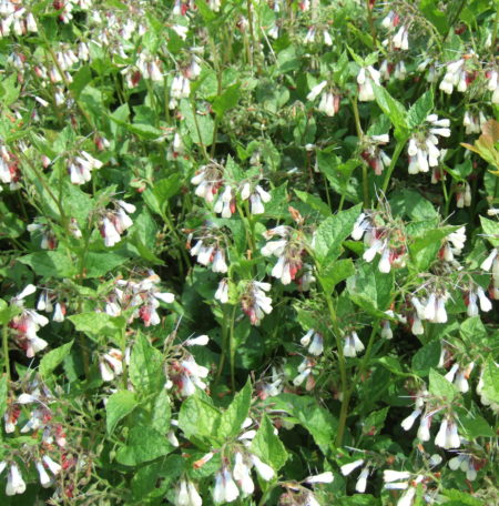 Symphytum grandiflorum - Smeerwortel