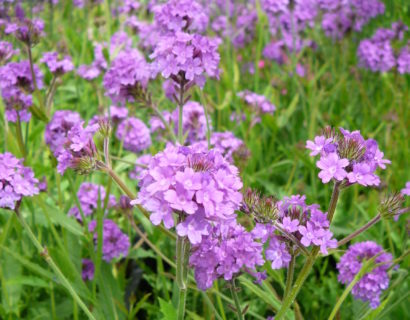 Verbena rigida (grote pot) - Ijzerhard