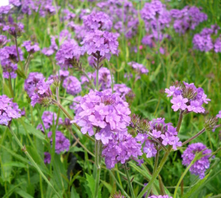 Verbena rigida - Ijzerhard