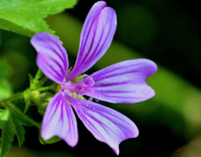 Malva sylvestris ‘Primley Blue’ - Kaasjeskruid