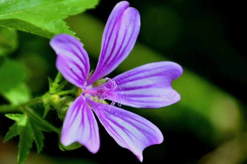 Malva sylvestris ‘Primley Blue’ - Kaasjeskruid