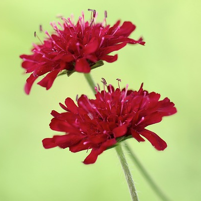 Knautia macedonica ‘Red Knight’ - Beemdkroon/weduwebloem