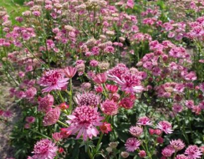 Astrantia major ‘Roma’ (grote pot) - Zeeuws knoopje