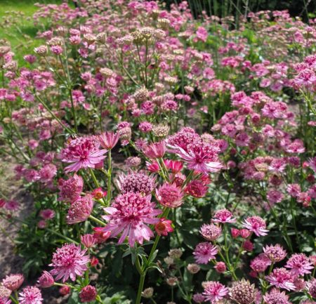 Astrantia major 'Roma' (grote pot) - Maréchal