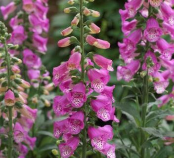 Digitalis ‘Early William’ (grote pot) - Vingerhoedskruid