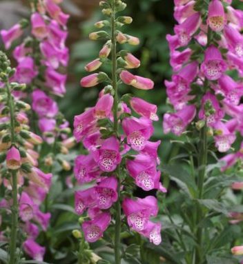 Digitalis ‘Early William’ (grote pot) - Vingerhoedskruid