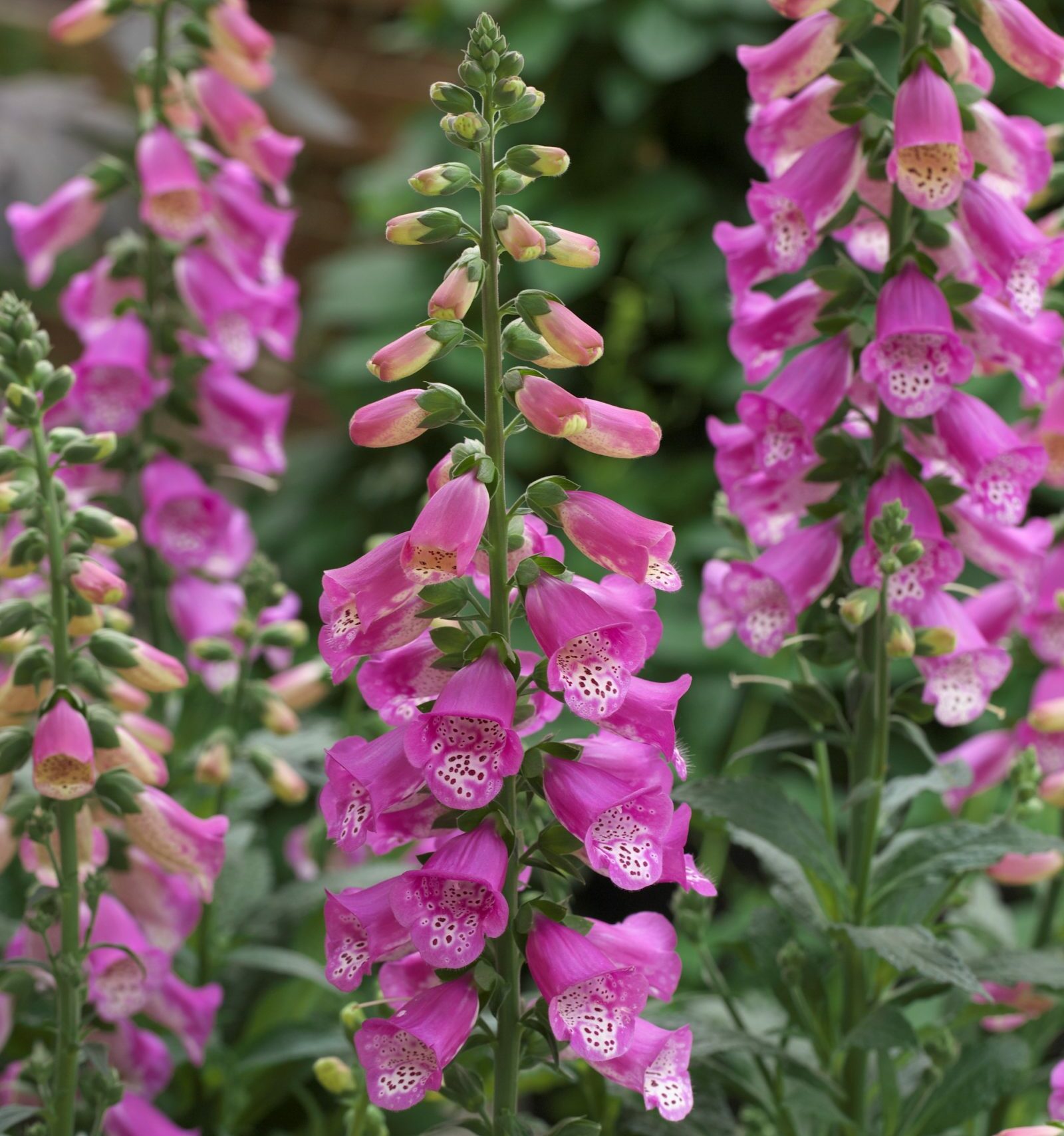 Digitalis ‘Early William’ (grote pot) - Vingerhoedskruid