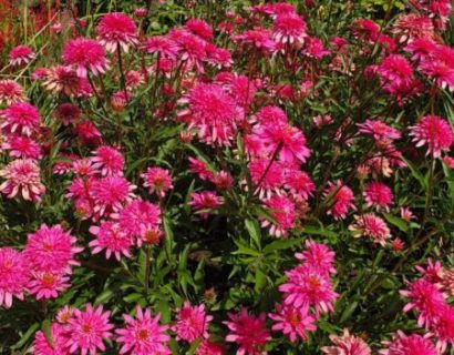 Echinacea ‘Mini Belle’ (grote pot) - Zonnehoed