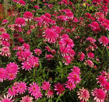 Echinacea ‘Mini Belle’ (grote pot) - Zonnehoed