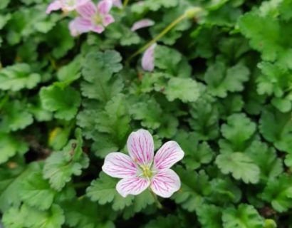 Erodium variabile ‘Roseum’ - Reigersbek