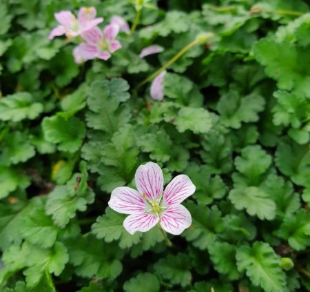 Erodium variabile ‘Roseum’ - Reigersbek