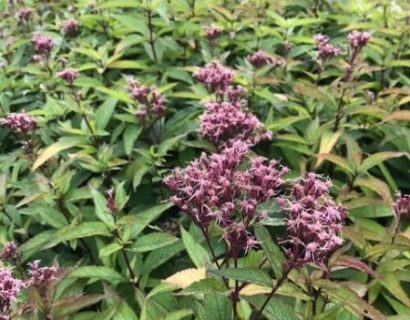 Eupatorium purpureum ‘Euphorbia Ruby’ - Leverkruid / koninginnenkruid