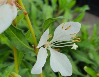 Gaura lindheimeri ‘White Dove’