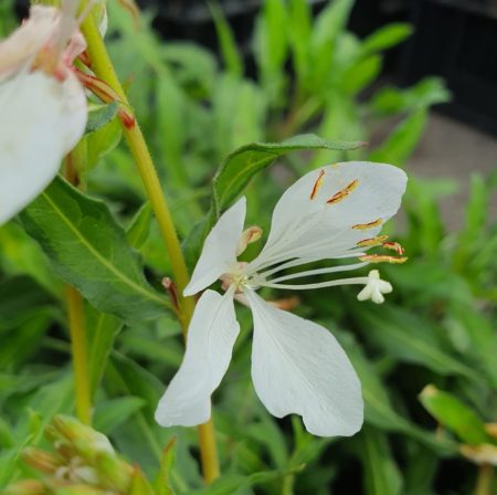 Gaura lindheimeri ‘White Dove’ - Prachtkaars