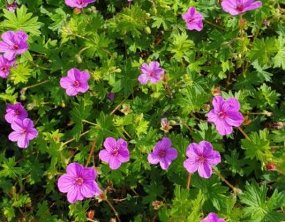 Geranium ‘Dilys’ (grote pot)