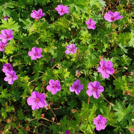 Geranium ‘Dilys’ (grote pot) - Ooievaarsbek