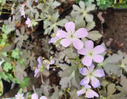 Geranium maculatum ‘Espresso’ (grote pot)