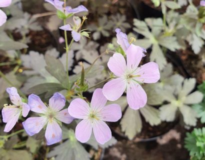 Geranium maculatum ‘Espresso’ (grote pot) - Ooievaarsbek