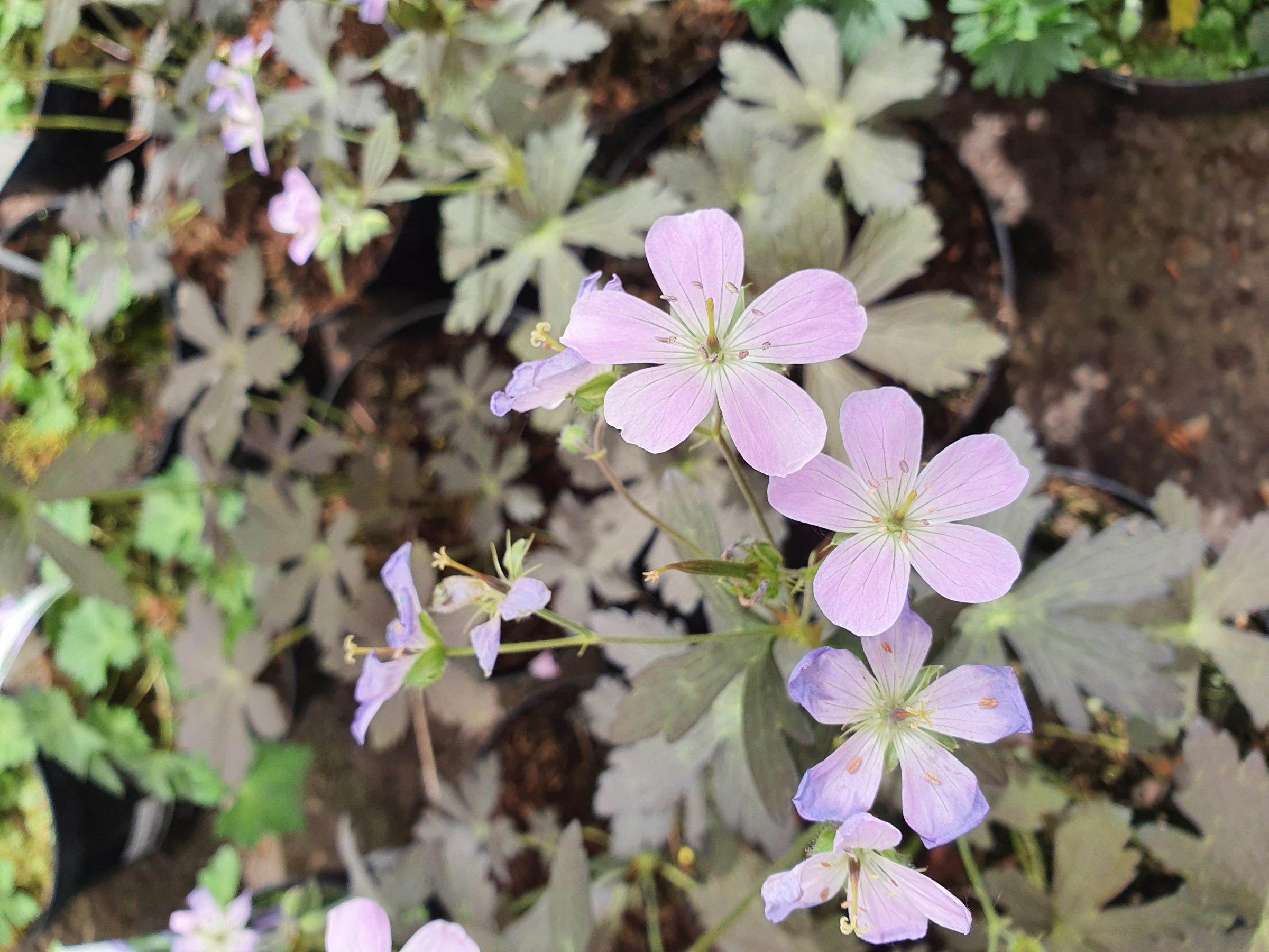 Geranium maculatum ‘Espresso’ (grote pot) - Ooievaarsbek