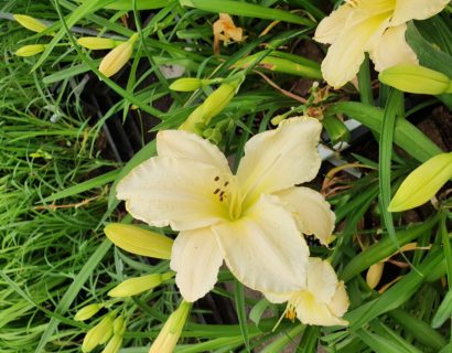 Hemerocallis ‘White Temptation’ - Daglelie