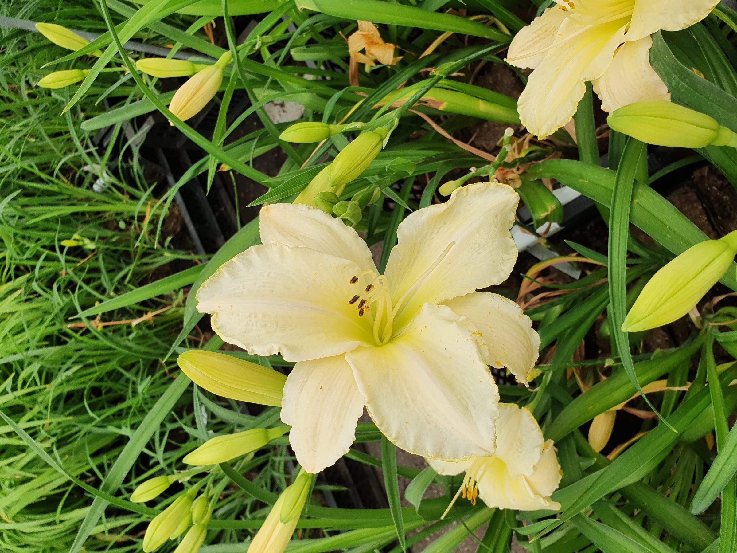 Hemerocallis ‘White Temptation’ - Daglelie