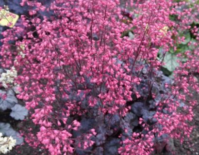 Heuchera ‘Happy Devil’ (grote pot) - Purperklokje