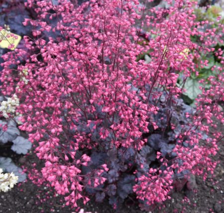 Heuchera ‘Happy Devil’ (grote pot) - Purperklokje