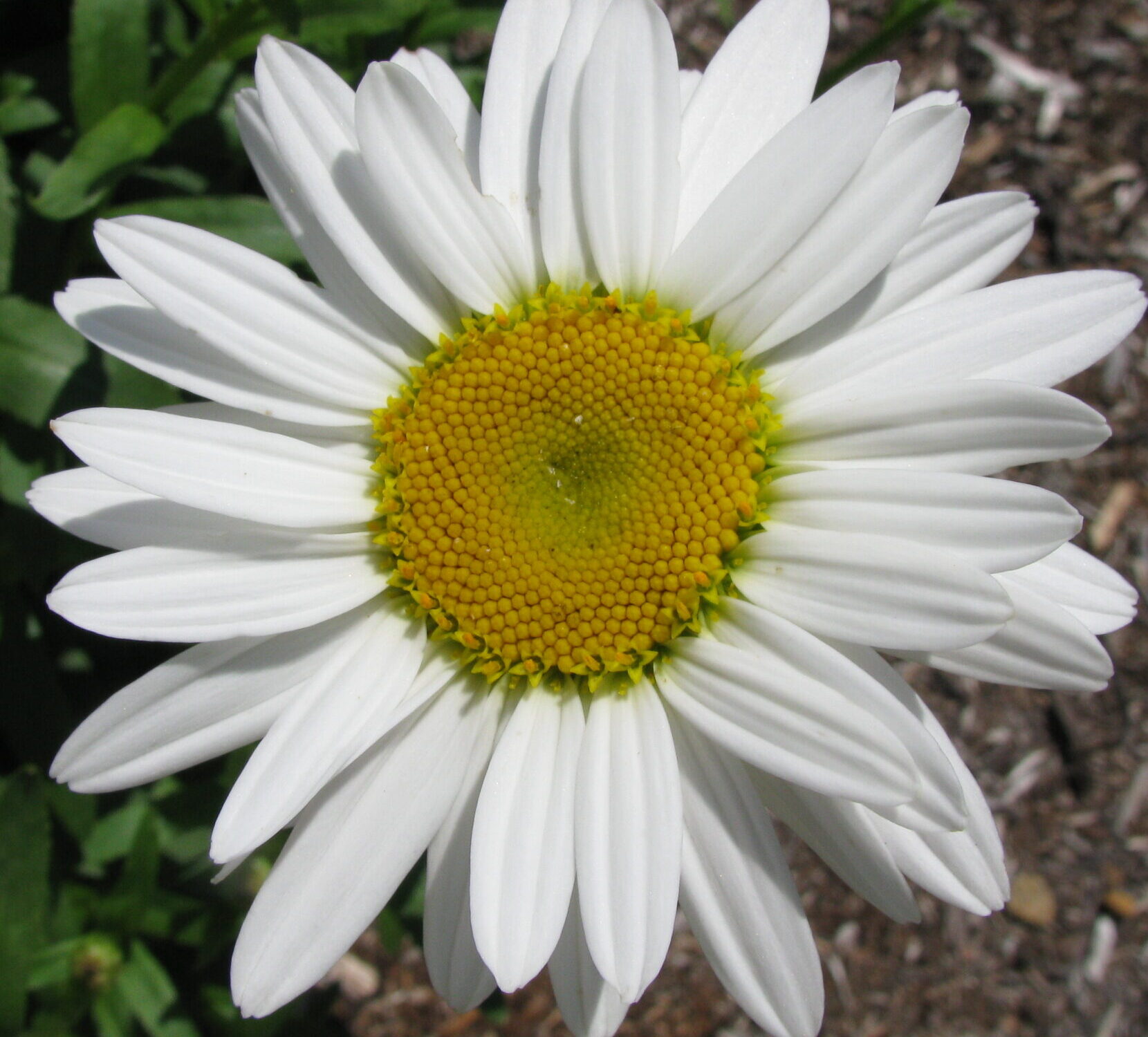 Leucanthemum ‘Becky’ (grote pot) - Margriet