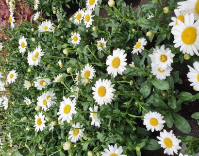 Leucanthemum ‘Becky’ (grote pot) - Margriet