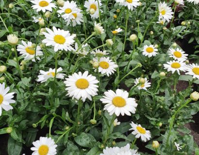 Leucanthemum ‘Becky’ (grote pot) - Margriet