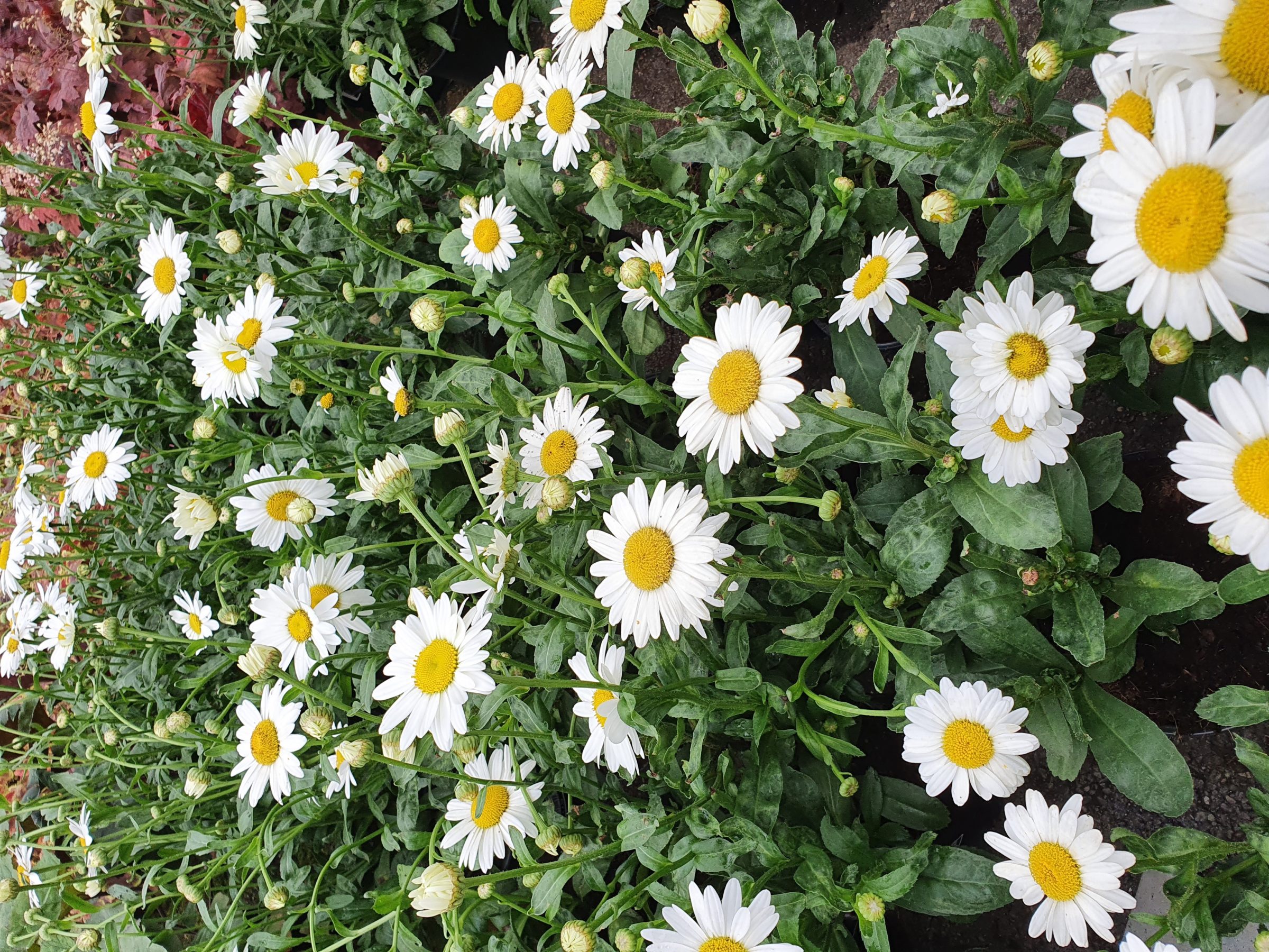 Leucanthemum ‘Becky’ (grote pot) - Margriet