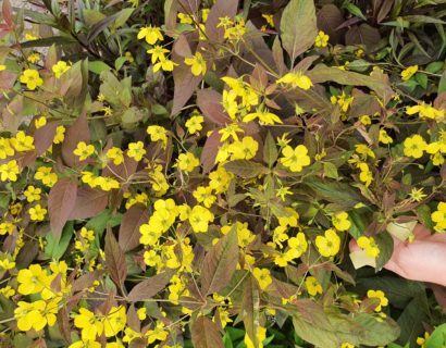 Lysimachia cillita ‘Firecracker’ - Wederik