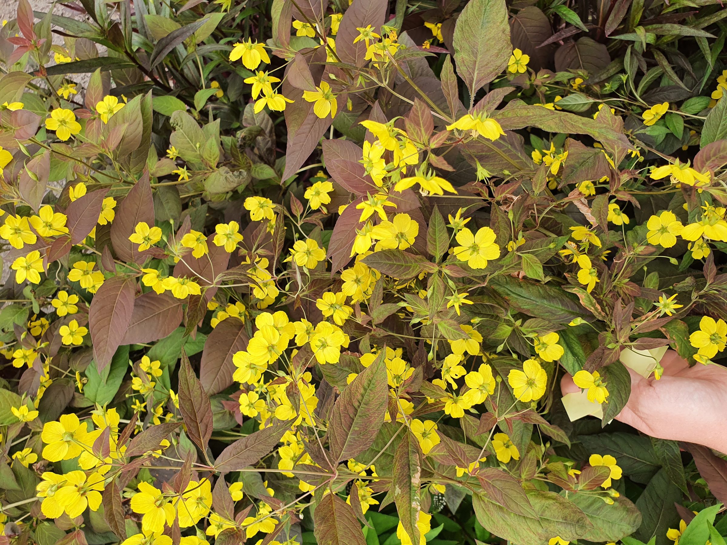 Lysimachia cillita ‘Firecracker’ - Wederik