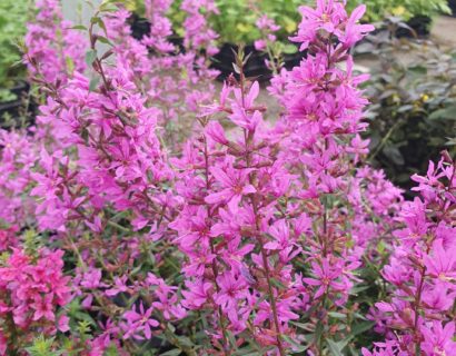 Lythrum ‘Dropmore Purple’ - Kattestaart