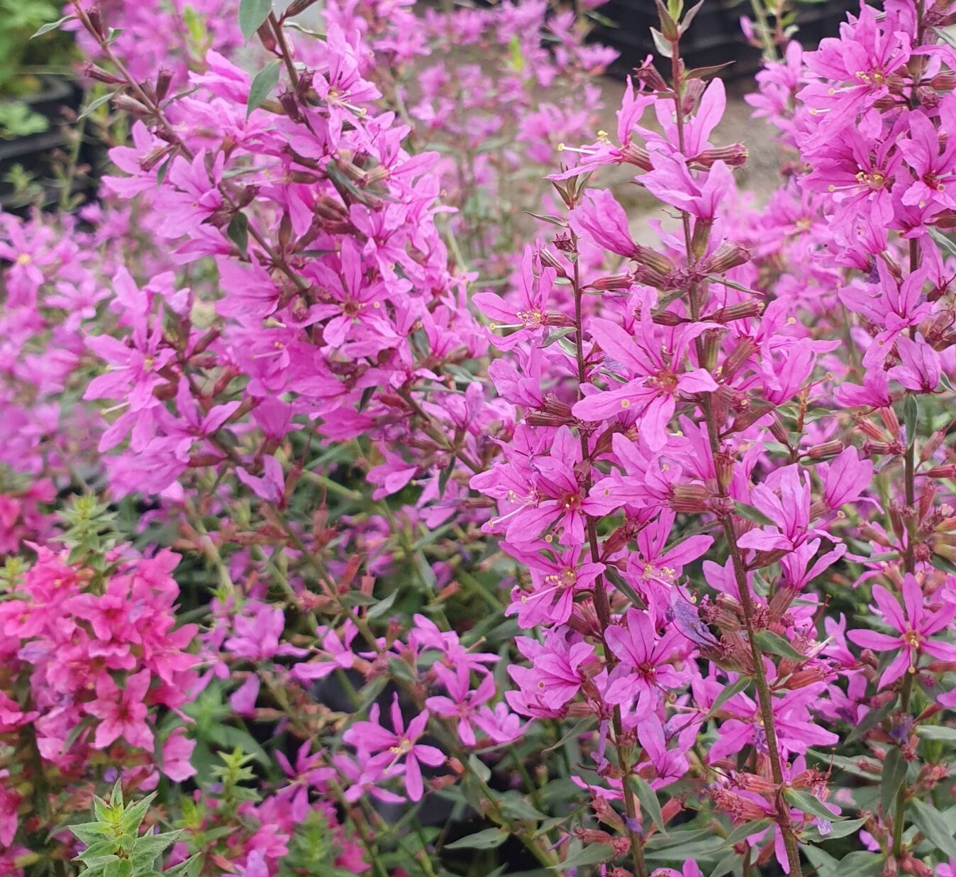 Lythrum ‘Dropmore Purple’ - Kattestaart