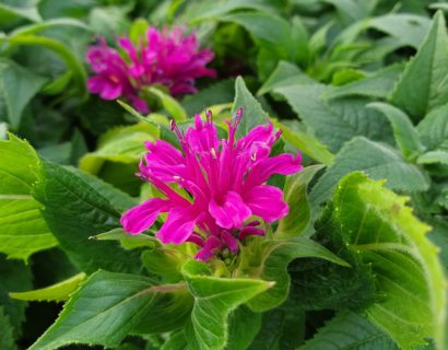 Monarda ‘Purple Lace’ - Bergamotplant