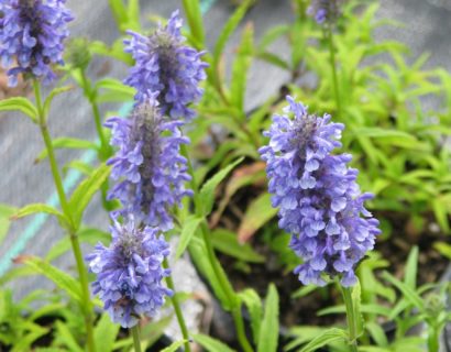 Nepeta nervosa - Kattenkruid