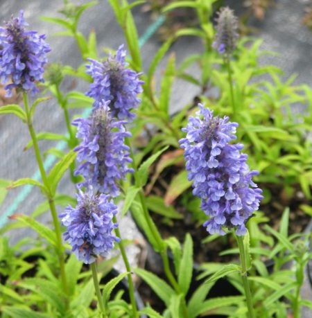 Nepeta nervosa (grote pot) - Kattenkruid